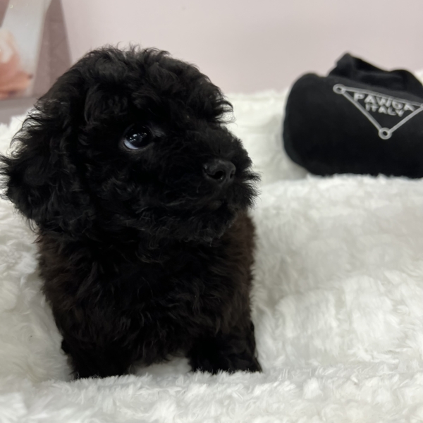 puppies for sale in boca raton