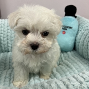 puppies for sale in boca raton