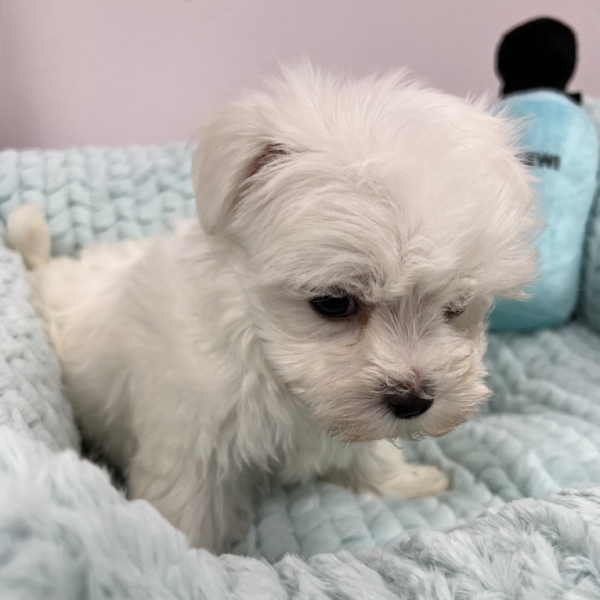 puppies for sale in boca raton