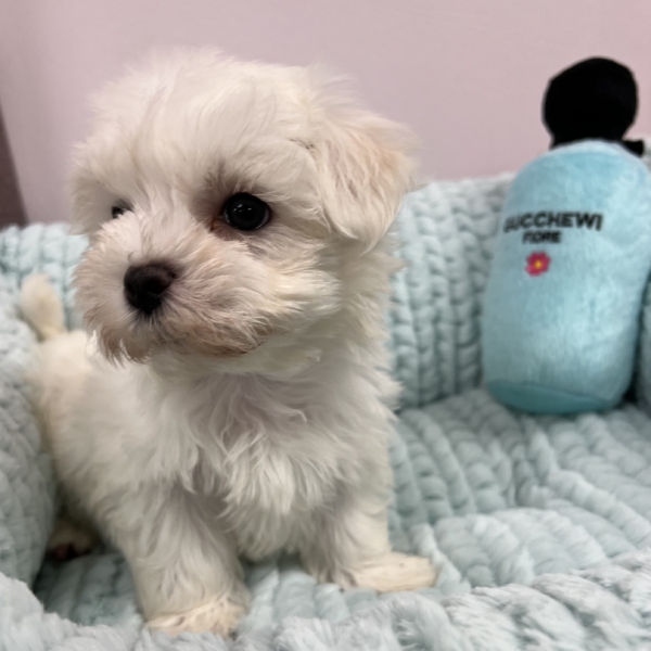 puppies for sale in boca raton