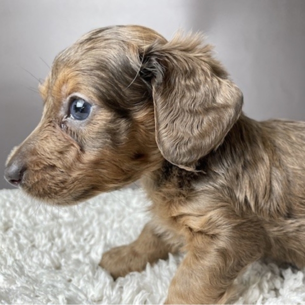 puppies for sale in boca raton