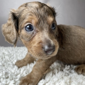 puppies for sale in boca raton