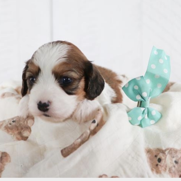 puppies for sale in boca raton