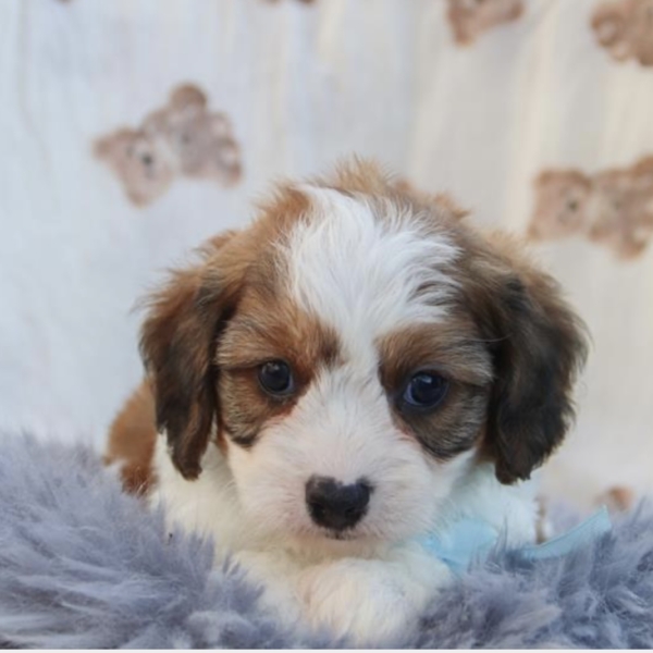 puppies for sale in boca raton