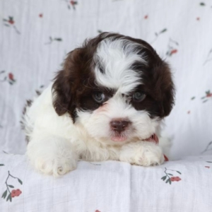 puppies for sale in boca raton