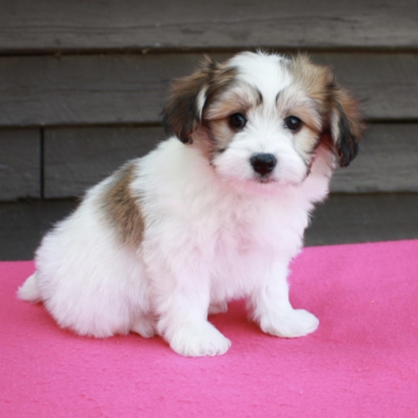 puppies for sale in boca raton