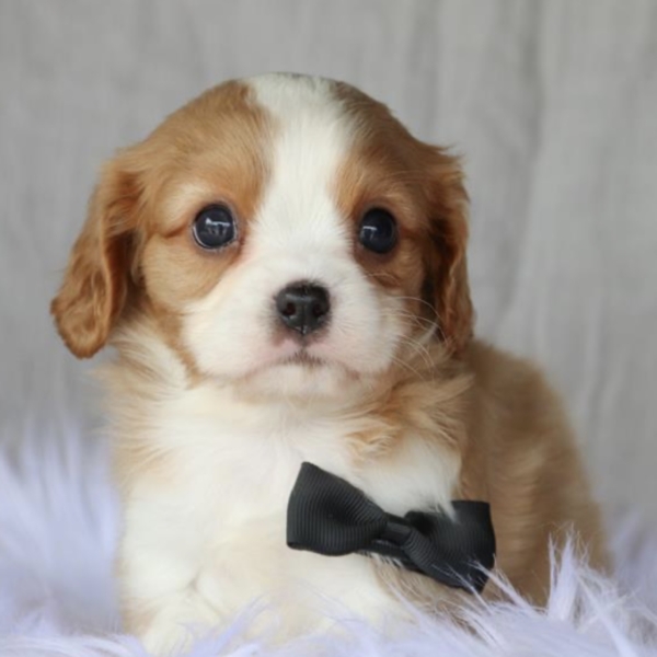 puppies for sale in boca raton