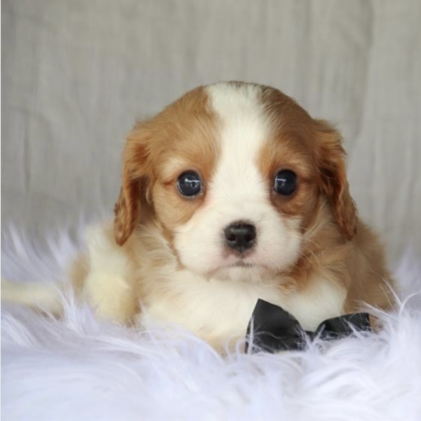 puppies for sale in boca raton