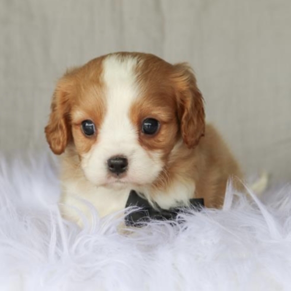 puppies for sale in boca raton