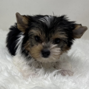 puppies for sale in boca raton