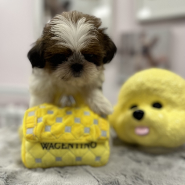 puppies for sale in boca raton