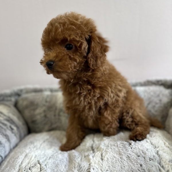 puppies for sale in boca raton