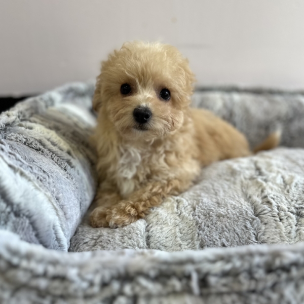 puppies for sale in boca raton