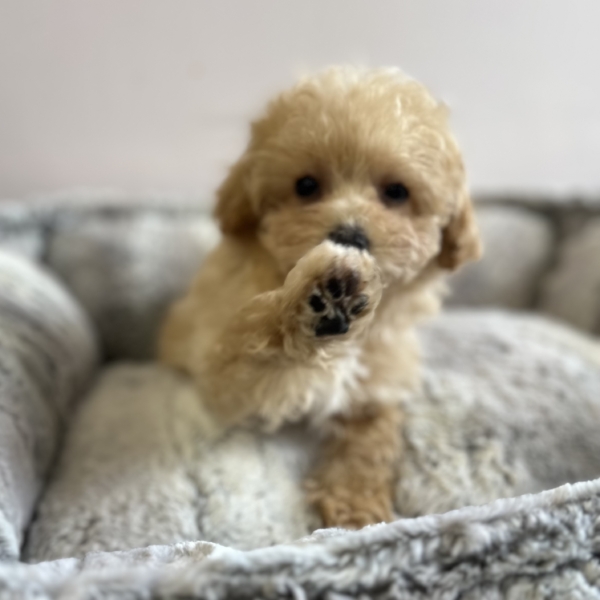 puppies for sale in boca raton