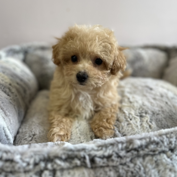 puppies for sale in boca raton