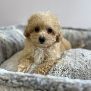 puppies for sale in boca raton