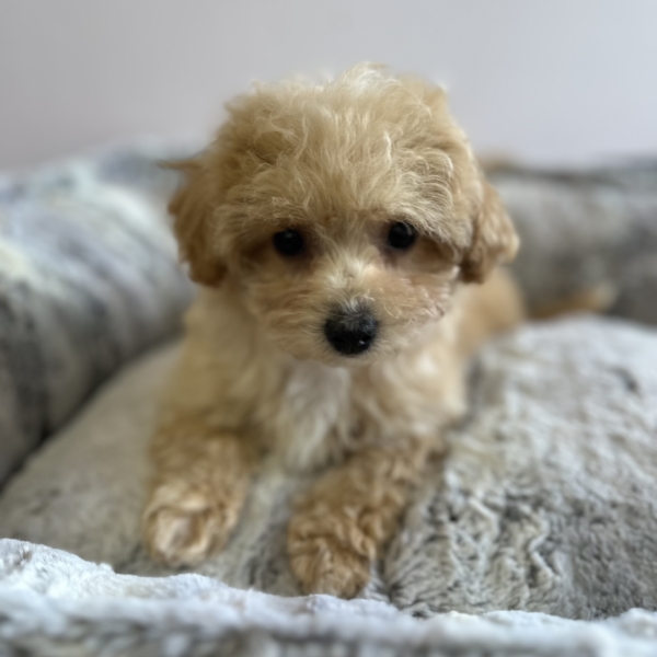 puppies for sale in boca raton