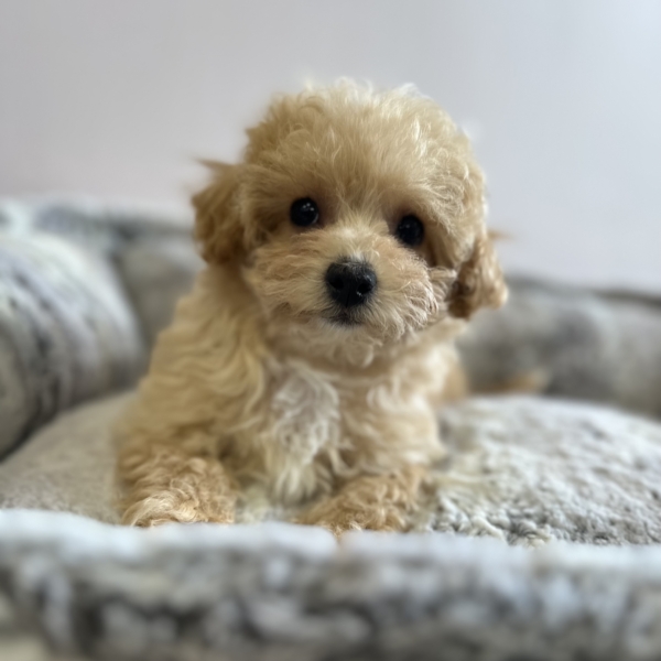 puppies for sale in boca raton