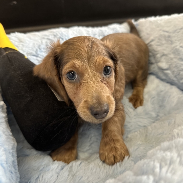 puppies for sale in boca raton