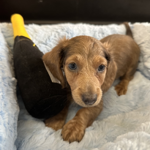 puppies for sale in boca raton