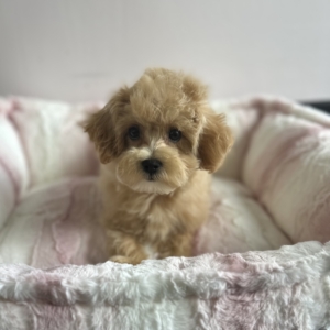 puppies for sale in boca raton