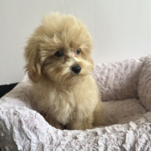 puppies for sale in boca raton