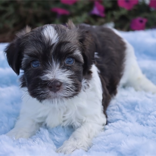 puppies for sale in boca raton