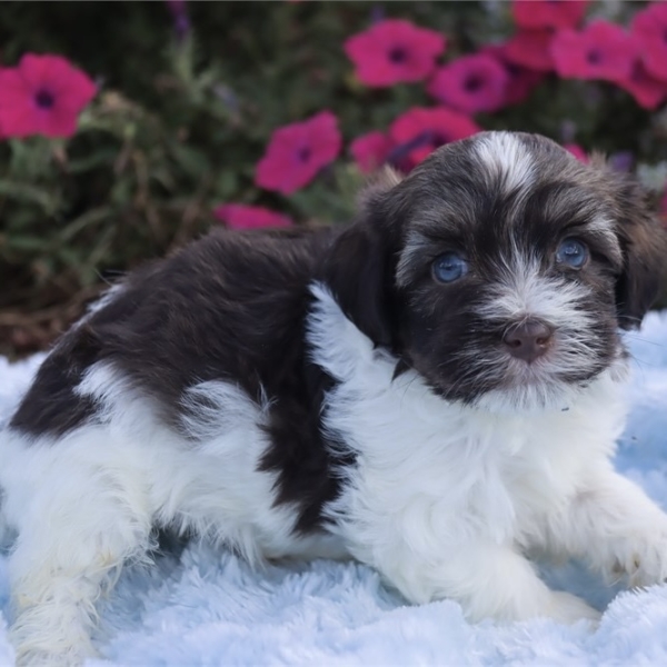 puppies for sale in boca raton