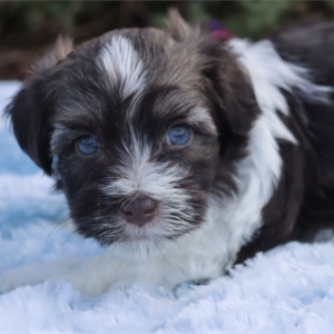 puppies for sale in boca raton