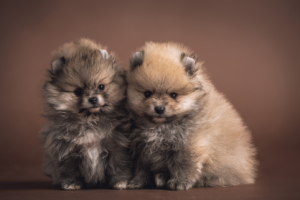 puppies for sale in boca raton