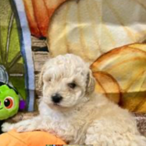 puppies for sale in boca raton