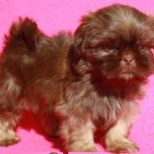 puppies for sale in boca raton