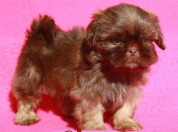 puppies for sale in boca raton