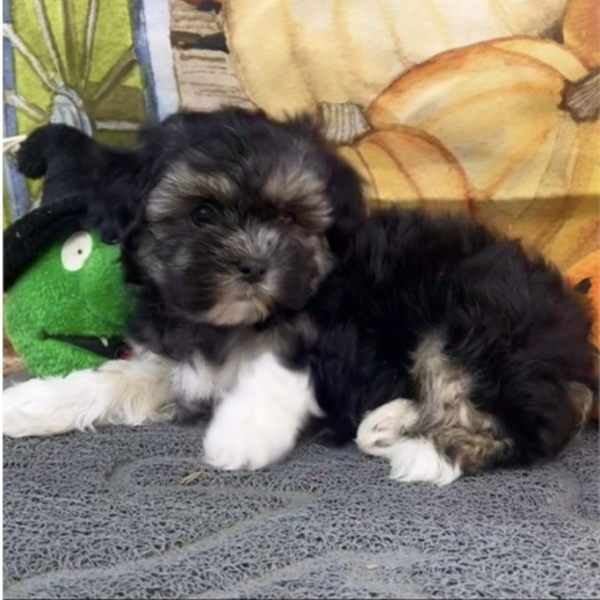 puppies for sale in boca raton