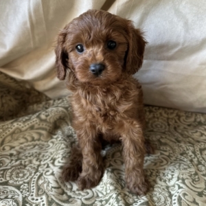 puppies for sale in boca raton