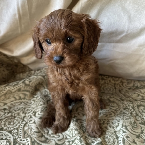 puppies for sale in boca raton