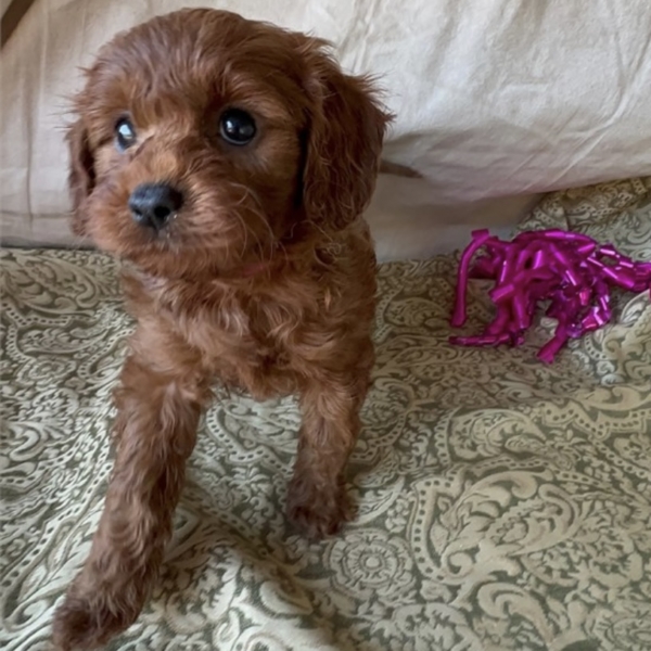 puppies for sale in boca raton