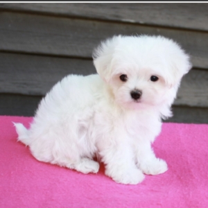 puppies for sale in boca raton