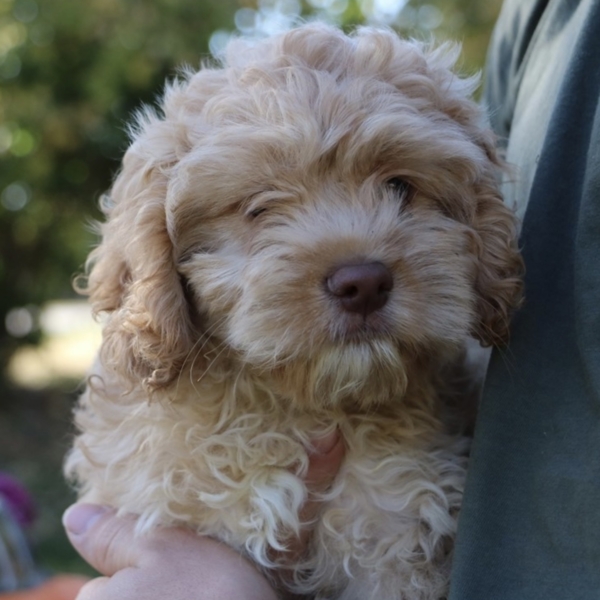 puppies for sale in boca raton