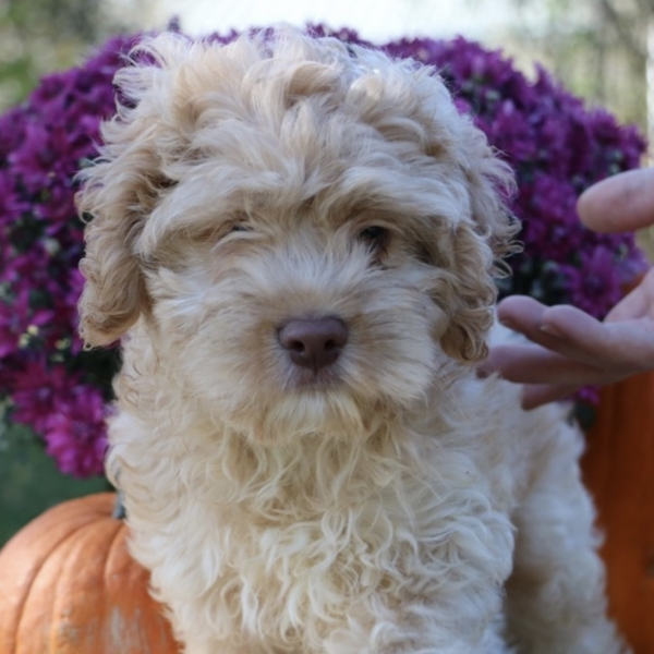 puppies for sale in boca raton