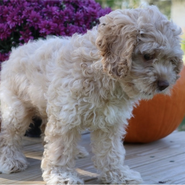 puppies for sale in boca raton