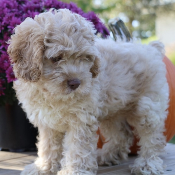 puppies for sale in boca raton