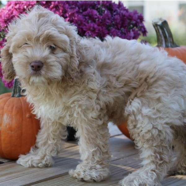 puppies for sale in boca raton