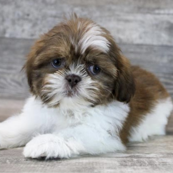 puppies for sale in boca raton