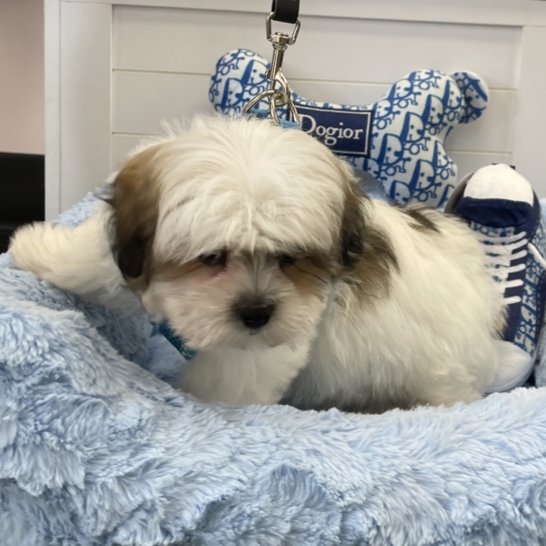 puppies for sale in boca raton