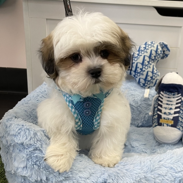 puppies for sale in boca raton