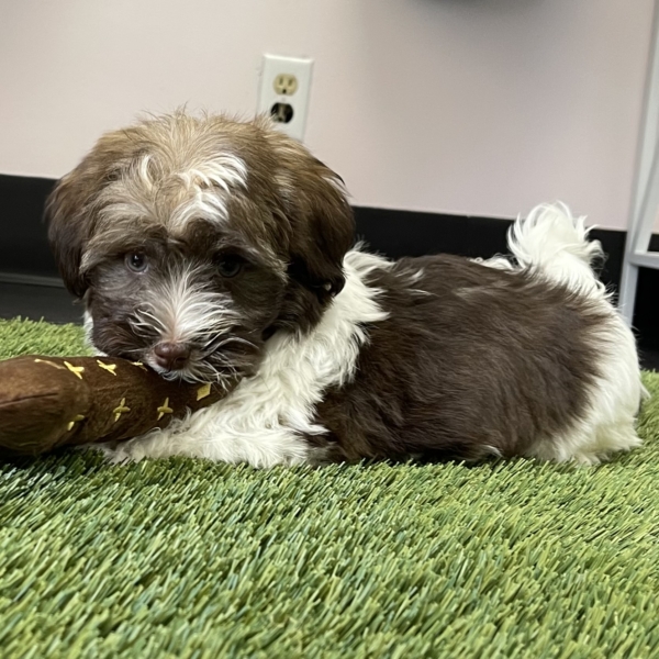 puppies for sale in boca raton