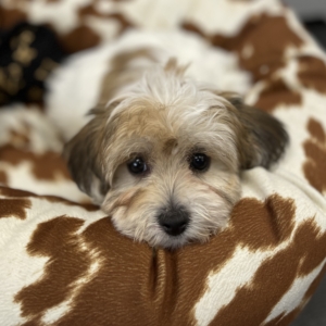 puppies for sale in boca raton