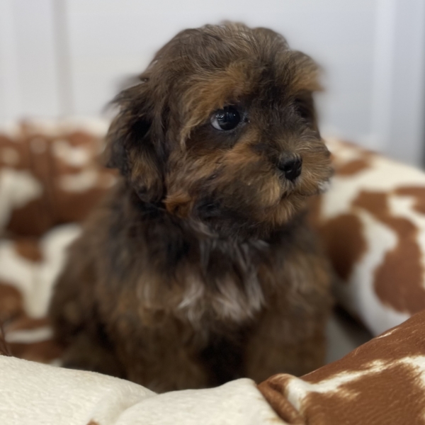 puppies for sale in boca raton