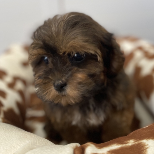 puppies for sale in boca raton